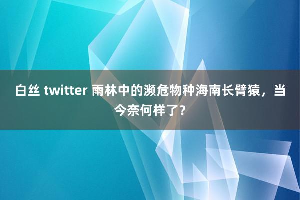 白丝 twitter 雨林中的濒危物种海南长臂猿，当今奈何样了？